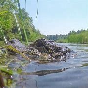 扬子鳄自然保护区管理局